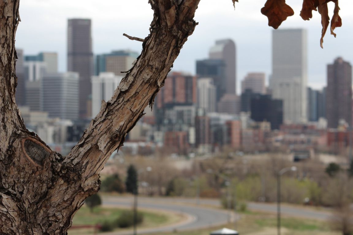 Some of the tallest buildings of downtown Denver, Colorado as seen from near Mile High Stadium with a tree and autumn leaves in the foreground 